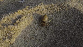 A small hermit crab peeks from its shell, resting on fine-grained sand. Warm sunlight creates soft shadows, emphasizing the sand's texture and the crab's delicate features. video