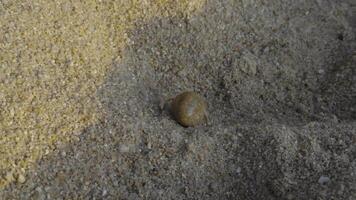 Resting on fine-grained sand, a small hermit crab peeks out of its shell. The warm sunlight casts gentle shadows that accentuate the texture of the sand and the intricate details of the crab video