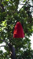 A low-angle medium shot captures a vibrant red fabric lantern hanging from a dark cord, nestled within the dense green foliage of a mature tree. video