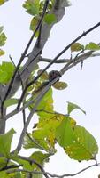 A medium shot captures a nimble squirrel with dark fur and a bushy tail attentively perched on a sturdy tree branch. The squirrel is positioned slightly off-center, looking to the right, amidst video