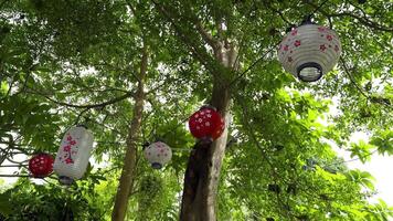 From a low angle, a medium shot shows several white and red traditional Japanese paper lanterns with floral designs hanging from the branches of vibrant green trees. video