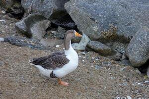 A duck standing on a sandy beach near a rock photo