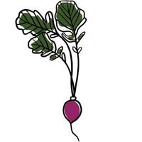 Hand drawn radish with green leaves. Fresh radish with leafy greens, ideal for food, gardening, and organic vegetable themes. vector