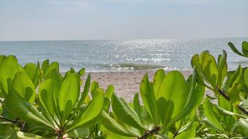 Ocean wave the tropical Summer video