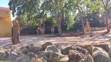 A group of giraffes in an enclosure with trees video