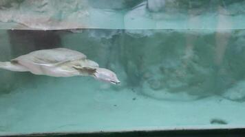 Underwater view of a pale turtle swimming elegantly in a murky green aquarium. Concept of wildlife, conservation, and the serenity of aquatic life. Suitable for educational or environmental projects. video