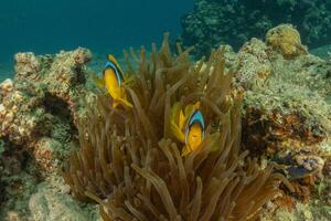 two clown fish in anemonia photo