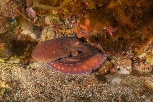 an octopus is hiding under a rock photo