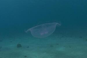 a jellyfish floating in the ocean near some rocks photo