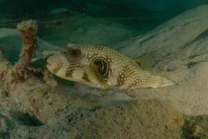 a puffer fish on the bottom of the ocean photo