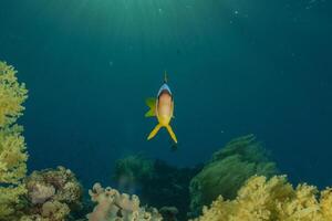 an orange and yellow fish swimming in the water photo