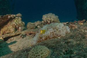a yellow and white sponge on the bottom of the ocean photo
