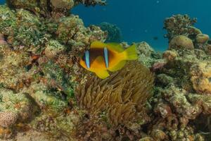 anemon fish on the reef in the red sea photo