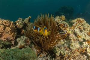 two clown fish on anemones in the ocean photo