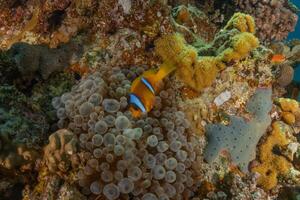 anemone fish on the reef in the indonesian island of maldives photo
