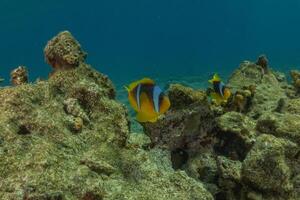 two clown fish on the reef near the coral photo