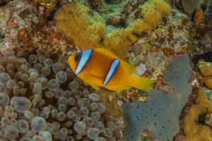 anemone fish on the reef in the red sea photo