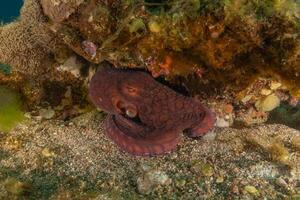 an nice red octopus is hiding under a rock photo
