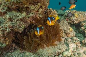 anemonia and clown fish on the reef photo