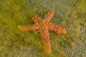 a starfish is lying on the ground in the water photo