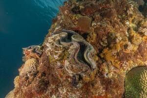 a large clam on a coral reef photo