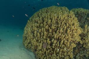 a large coral reef with many different types of fish photo