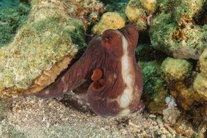 an octopus is hiding behind a rock photo