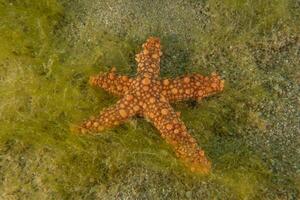 a starfish is lying on the ground in the sea photo