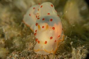 a white and red spotted slug with a red dot on its head photo