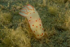 a white and red slug with red spots on it photo