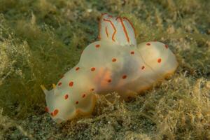 a white and red spotted slug on the sea floor photo