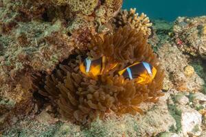 two clown fish in anemonia on the reef photo