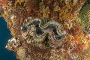 a large clam on a rock with other colorful coral photo