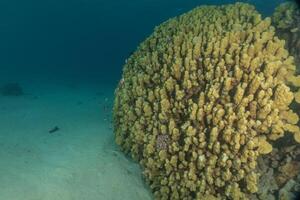 a large coral reef with many different types of coral photo