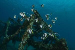 a group of fish swimming around a wreck photo