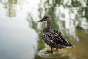 Mallard or wild duck Anas platyrhynchos female stands on a stone in a local lake. photo
