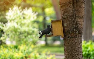 A pigeon sits in a bird feeder on a tree in a park on a spring day. Wildlife and birds concept. photo