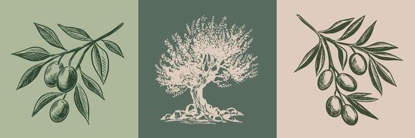 Olive tree and branch hand drawn illustrations, sketch vector