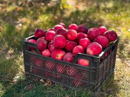 Abundant fresh red apples in black crate on grass in sunlit orchard photo
