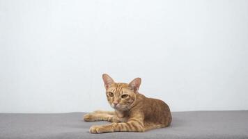 Cat lay on sofa look at camera white background,Lazy cat orange color laying on sofa in the house video