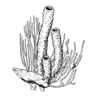 Coral reef underwater composition. Hand drawn illustration isolated on white background. Sketch style. vector