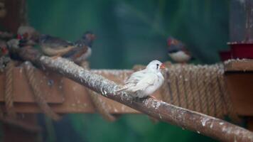 Birds resting on a wooden perch in a vibrant aviary setting video