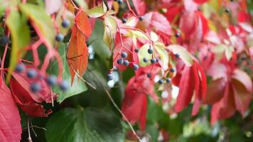 Colorful autumn leaves and berries in a natural setting video