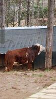 Cow exploring a wooded area near a fence in a rural setting video