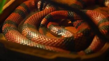 Brightly colored snake coiled in an enclosure at a local zoo video