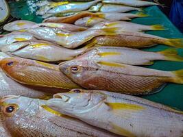 Fresh Catch of the Day. A Colorful Array of glistening fish at a vibrant market photo