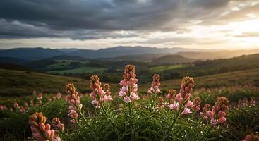 Scenic sunset over vast mountain range, a field of delicate pink flowers foreground photo