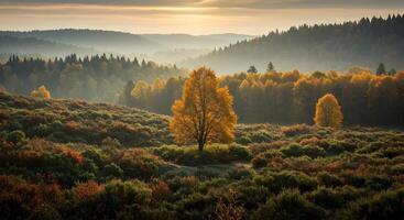 Golden autumn tree standing prominently in a picturesque misty landscape photo