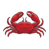 Crab illustration with sharp claws and segmented legs, great for seafood promotions and marine conservation vector
