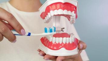 Demonstrating proper brushing technique on dental model using a manual toothbrush video